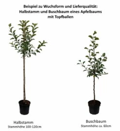 Jonagold Malus Domestica -Pflanzenhof Verkaufsladen 0 Baumformen Buschbaum und Halbstamm4bQCd9flraDU6