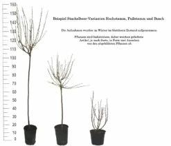 Tatjana, Grün, Fast Stachellos Ribes Uva-crispa `Tatjana´ 9 Tatjana, Grün, Fast Stachellos Ribes Uva-crispa `Tatjana´ -Pflanzenhof Verkaufsladen 1 Beispiel Stachelbeeren Wuchsformen5728MZOmFH4CB