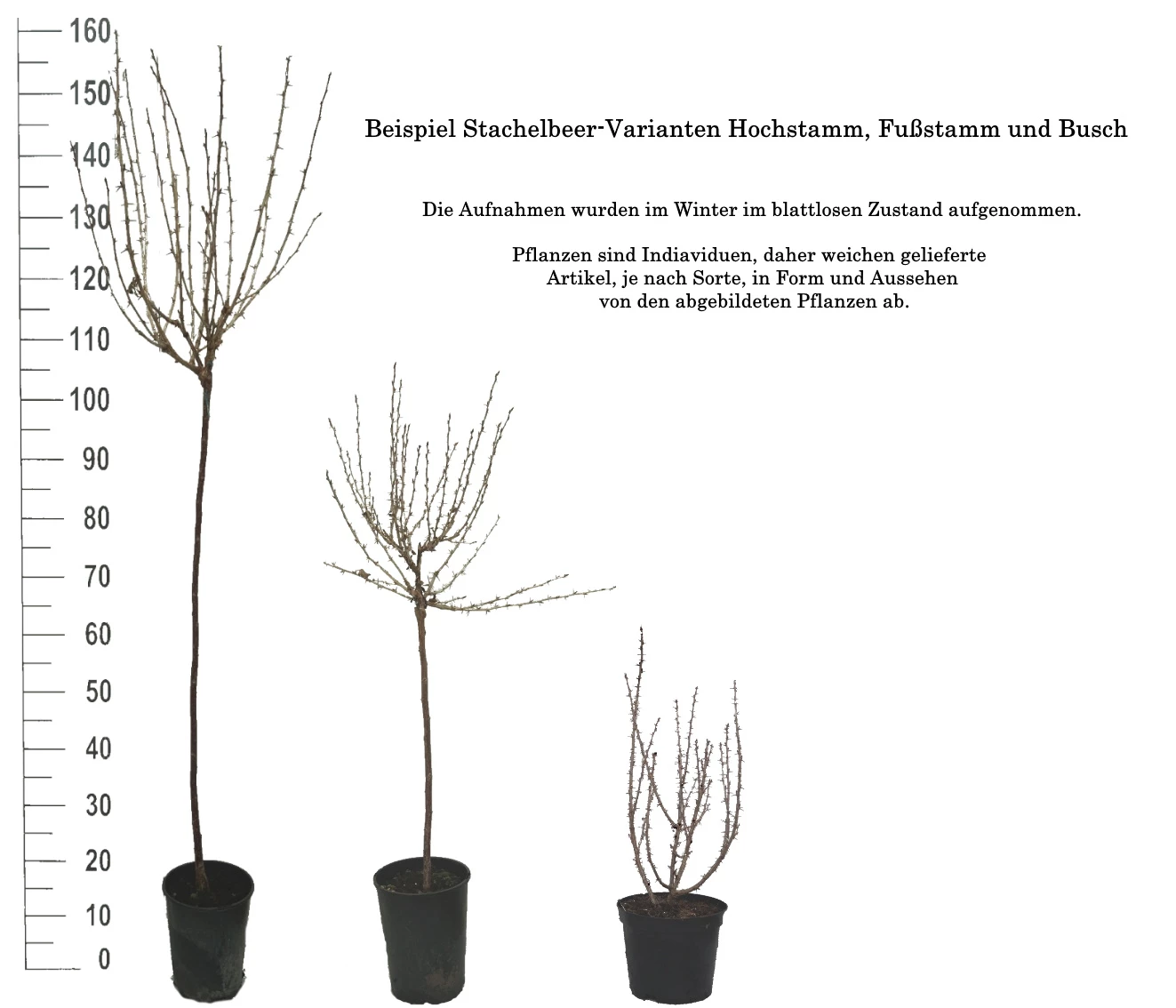 Tatjana, Grün, Fast Stachellos Ribes Uva-crispa `Tatjana´ 6 Tatjana, Grün, Fast Stachellos Ribes Uva-crispa `Tatjana´ – Bild 4