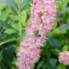 Zimterle - Clethra Clethra Alnifolia -Pflanzenhof Verkaufsladen 20170802 130016