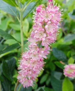 Zimterle - Clethra Clethra Alnifolia