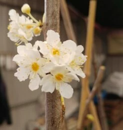Aprimira Prunus Domestica Subsp. Syriaca `Aprimira´ -Pflanzenhof Verkaufsladen 20180404 175702