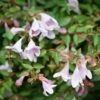 Abelie `Pinky Bells®´ Abelia Grandiflora -Pflanzenhof Verkaufsladen Abelia Pinky Bells