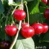Achat Ⓢ Prunus Cerasus `Achat´ 1 Achat Ⓢ Prunus Cerasus `Achat´ -Pflanzenhof Verkaufsladen Achat sauerkirsche