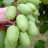 Bayern-Kiwi `Issai´ (selbstfruchtbar) Actinidia Arguta `Issai´ -Pflanzenhof Verkaufsladen Actinidia Issai