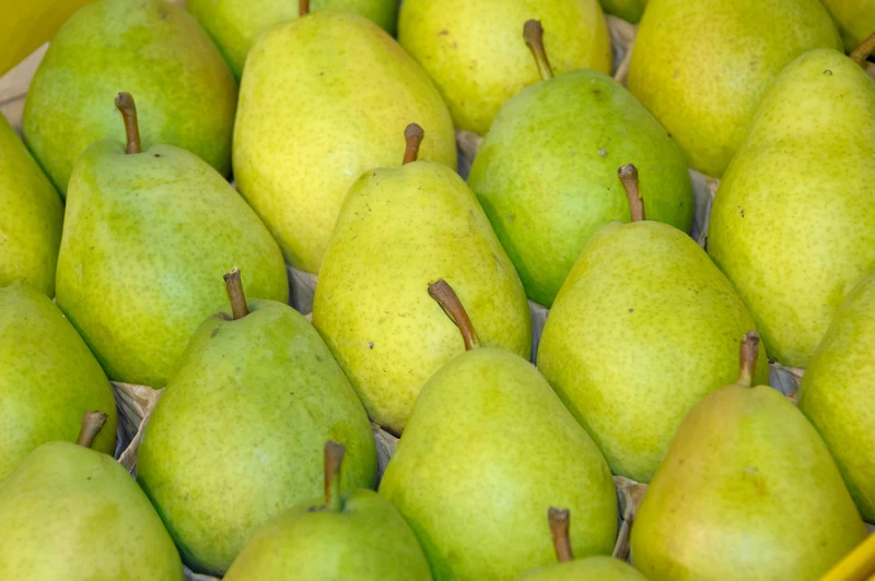 Alexander Lucas Pyrus Communis `Alexander Lucas´ 4 Alexander Lucas Pyrus Communis `Alexander Lucas´ – Bild 2