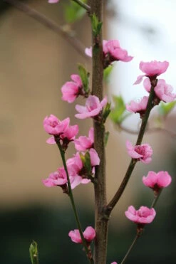 Säulen-Nektarine `Alice Col´ Ⓢ Prunus Nucipersica `Alice Col´ -Pflanzenhof Verkaufsladen Alice Col Bl te