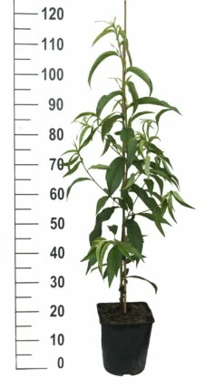 Säulen-Nektarine `Alice Col´ Ⓢ Prunus Nucipersica `Alice Col´ -Pflanzenhof Verkaufsladen Alice Col weiss