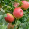 Alkmene Malus Domestica -Pflanzenhof Verkaufsladen Alkmene Apfel