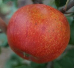 Alkmene Malus Domestica -Pflanzenhof Verkaufsladen Alkmene5b8547cfd7c99