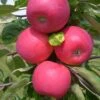 Allegro Ⓢ Malus Domestica -Pflanzenhof Verkaufsladen Allegro