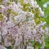 Säulenzierkirsche `Amanogawa´ Prunus Serrulata `Amanogawa´ 1 Säulenzierkirsche `Amanogawa´ Prunus Serrulata `Amanogawa´ -Pflanzenhof Verkaufsladen Amanogawa