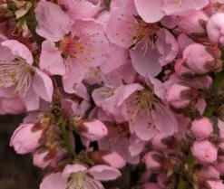 Zwergpfirsich `Amber® Pix ZeeⓈ´ Prunus Persica -Pflanzenhof Verkaufsladen Amber Pix Zee