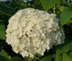 Garten-Hortensie `Incrediball®´ Hydrangea Arborescens -Pflanzenhof Verkaufsladen Anabelle Hortensie