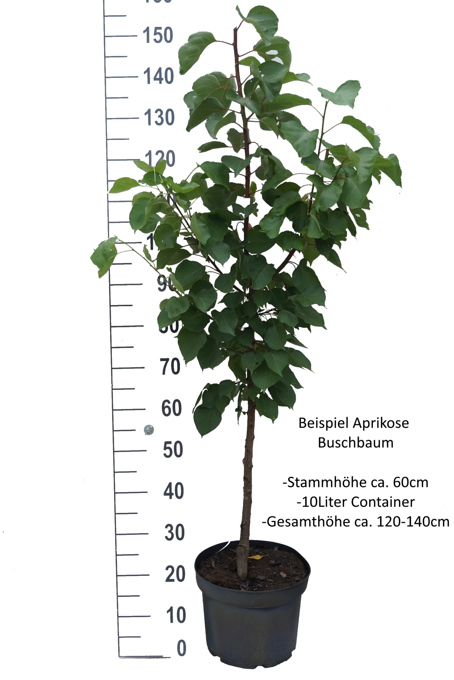 Ungarische Beste Prunus Armeniaca `Ungarische Beste´ 7 Ungarische Beste Prunus Armeniaca `Ungarische Beste´ – Bild 5