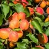 Aprikose `Colorado´ Prunus Armeniaca `Colorado´ -Pflanzenhof Verkaufsladen Aprikose Colorado1
