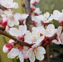 Kompakt Wachsende Aprikose `CompactaⓇ´ Prunus Armeniaca `Compacta´ -Pflanzenhof Verkaufsladen Aprikose Compacta