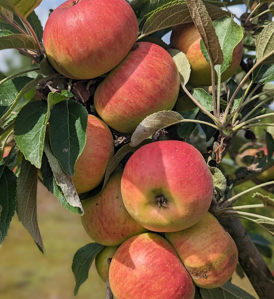 Säulenapfel Arbat ® Malus Domestica 3 Säulenapfel Arbat ® Malus Domestica