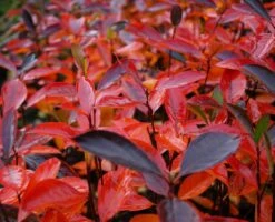 Aronia- Apfelbeere Hugin Aronia Melanocarpa `Hugin´ -Pflanzenhof Verkaufsladen Aronia Hugin Herbstf rbung