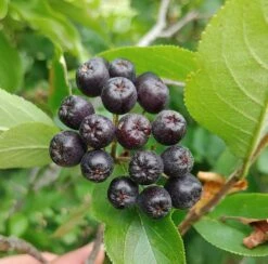 Pflanzenhof Verkaufsladen 49 Aronia- Apfelbeere Hugin Aronia Melanocarpa `Hugin´