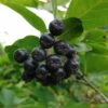Aronia- Apfelbeere Nero Aronia Prunifolia `Nero´ -Pflanzenhof Verkaufsladen Aronia34