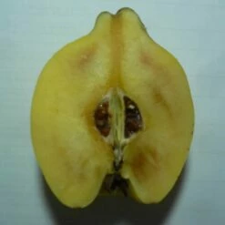 Tafelquitte Ayva® - Süßquitte, Kann Roh Verzehrt Werden Cydonia `Ayva´ -Pflanzenhof Verkaufsladen Ayva Tuerkische Suessquitte