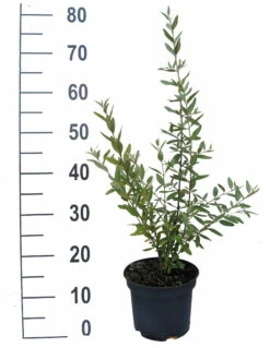 Silberblättrige Büffelbeere Sheperdia Argentea -Pflanzenhof Verkaufsladen B ffelbeere weiss