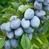 Bühler Frühzwetsche Prunus Domestica `Bühler Frühzwetsche´ -Pflanzenhof Verkaufsladen B hler 2