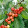 Büttner´s Rote Knorpelkirsche Prunus Avium `Büttner´s Rote Knorpelkirsche´ -Pflanzenhof Verkaufsladen B ttners