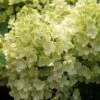 Rispenhortensie `Bobo®´ Hydrangea Paniculata `Bobo´ 2 Rispenhortensie `Bobo®´ Hydrangea Paniculata `Bobo´ -Pflanzenhof Verkaufsladen BOBO