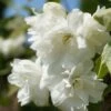 Bauern-Jasmin `Schneesturm´ Philadelphus Coronarius `Schneesturm´ 2 Bauern-Jasmin `Schneesturm´ Philadelphus Coronarius `Schneesturm´ -Pflanzenhof Verkaufsladen Bauern Jasmin Schneesturm 2