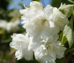 Bauern-Jasmin `Schneesturm´ Philadelphus Coronarius `Schneesturm´