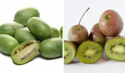 Bayernkiwi 3er-Set Mit Großfrüchtigen Sorten Actinidia Arguta