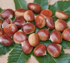 Esskastanie `Belle Epine´ Castanea Sativa `Belle Epine´