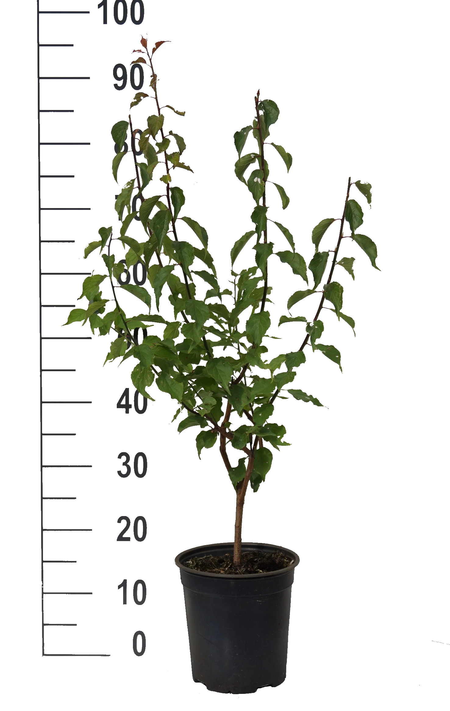 Japanische Zier-Aprikose `Beni-chi-dori´ Prunus Mume `Beni-chi-dori´ 6 Japanische Zier-Aprikose `Beni-chi-dori´ Prunus Mume `Beni-chi-dori´ – Bild 4