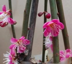 Japanische Zier-Aprikose `Beni-chi-dori´ Prunus Mume `Beni-chi-dori´ 8 Japanische Zier-Aprikose `Beni-chi-dori´ Prunus Mume `Beni-chi-dori´ -Pflanzenhof Verkaufsladen Benichidori