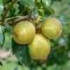 Benita®, Kreuzung Aus Birne Und Nashi Pyrus Pyrifolia `Benita´ 1 Benita®, Kreuzung Aus Birne Und Nashi Pyrus Pyrifolia `Benita´ -Pflanzenhof Verkaufsladen Benita 2