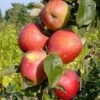 Säulenapfel `Berbat´ Malus Domestica `Berbat´ -Pflanzenhof Verkaufsladen Berbat