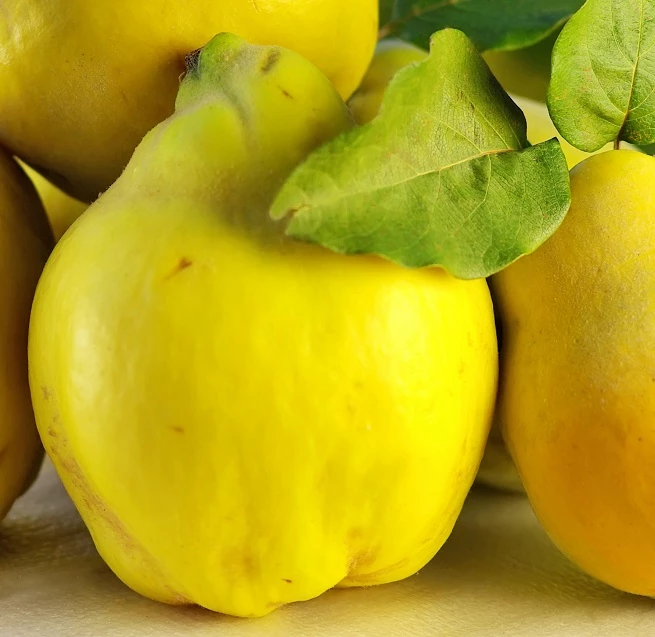 Bereczki Birnenquitte Cydonia Oblonga `Bereczki´ 3 Bereczki Birnenquitte Cydonia Oblonga `Bereczki´