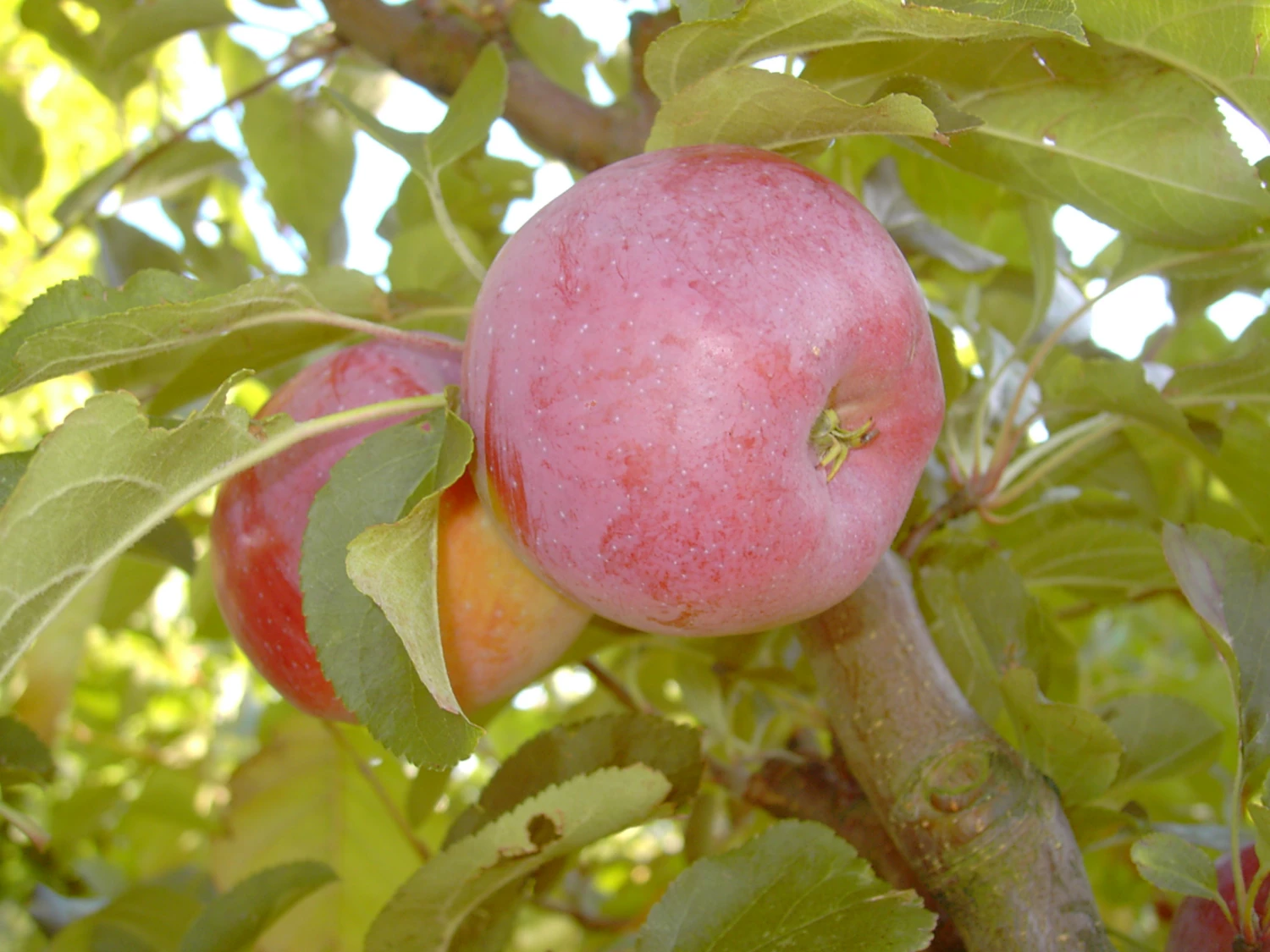 Berner Rosenapfel Malus Domestica 4 Berner Rosenapfel Malus Domestica – Bild 2