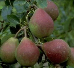 Clapps Liebling Pyrus Communis `Clapp´s Liebling´