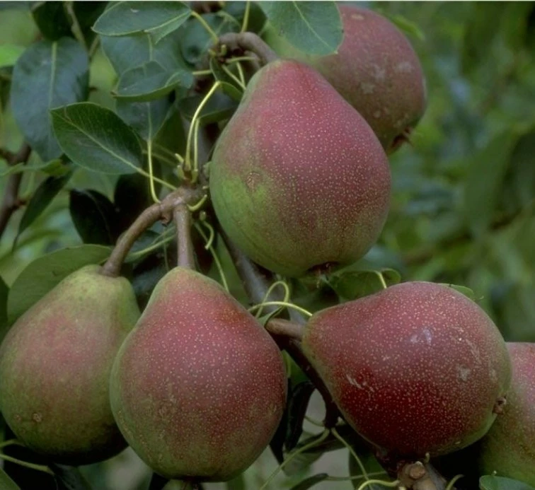 Clapps Liebling Pyrus Communis `Clapp´s Liebling´ 3 Clapps Liebling Pyrus Communis `Clapp´s Liebling´