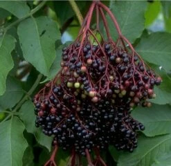 Holunder Haschberg Sambucus Nigra `Haschberg´ -Pflanzenhof Verkaufsladen Bilder Green Base 075