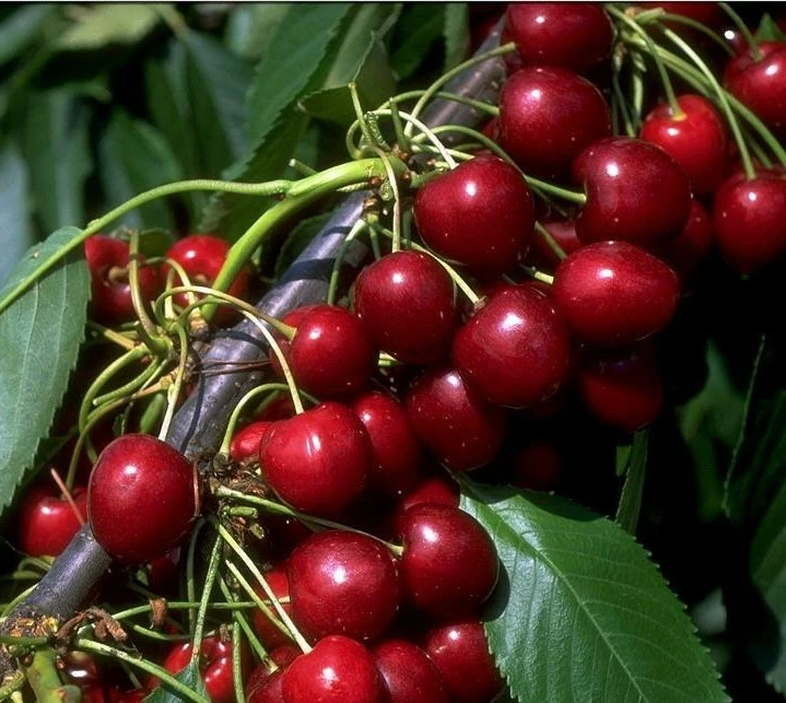 Kordia Prunus Avium `Kordia´ 3 Kordia Prunus Avium `Kordia´