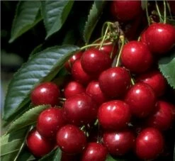 Hedelfinger Riesenkirsche Prunus Avium `Hedelfinger Riesenkirsche´