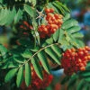 Essbare Eberesche - Sorbus `Edulis´ Sorbus Aucuparia `Edulis´ -Pflanzenhof Verkaufsladen Bilder QVC f r Fr hjahr 2007 006