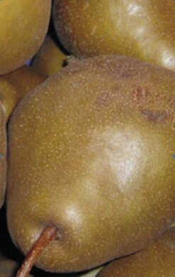 Uta Pyrus Communis `Uta´ -Pflanzenhof Verkaufsladen Birne UTA