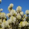 Großer Federbuschstrauch Fothergilla Major -Pflanzenhof Verkaufsladen Bl te Fothergilla2