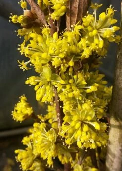 Pflanzenhof Verkaufsladen -Pflanzenhof Verkaufsladen Bl te Jolico kornelkirsche