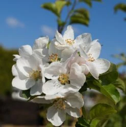 Zierapfel `Red Sentinel´ Malus `Red Sentinel´ -Pflanzenhof Verkaufsladen Bl te Red Sentinel